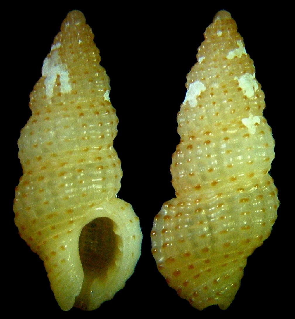 Chauvetia ventrosa